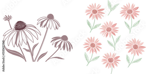 Floral design with echinacea flowers illustration for backgrounds and prints featuring delicate details and elegant simplicity