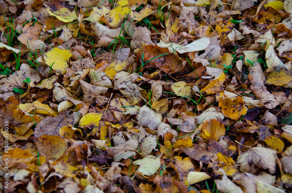 Trees with their leaves in European Autumn Trees with their leaves in European Autumn