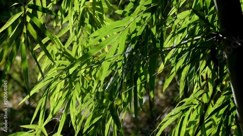 Bamboo Beauty