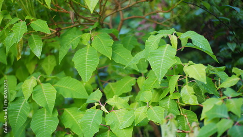 green leaves 
