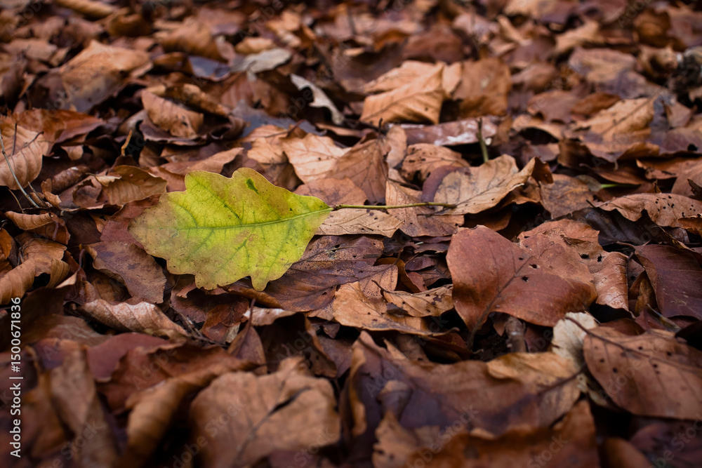 Yellow leaf in brown leaves in German forest Yellow leaf in brown leaves in German forest