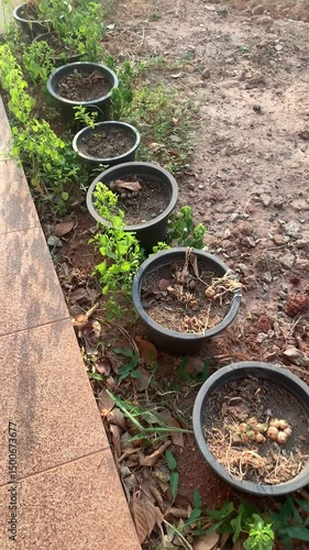 Vegetable plants that died due to the hot sun