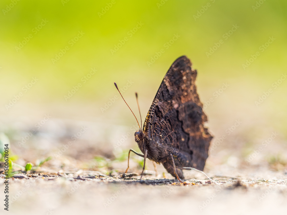 Obraz premium Peacock butterfly on the ground among the grass
