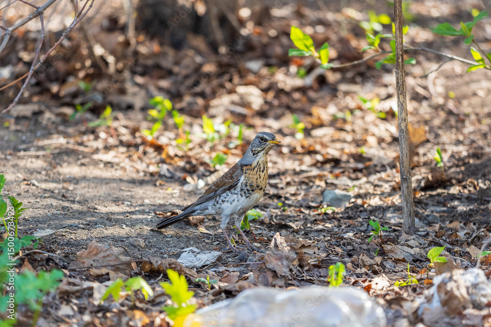 Fototapeta premium Wood bird Fieldfare, Turdus pilaris, on a sprng lawn.