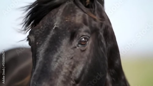 Closeup of black horse head
