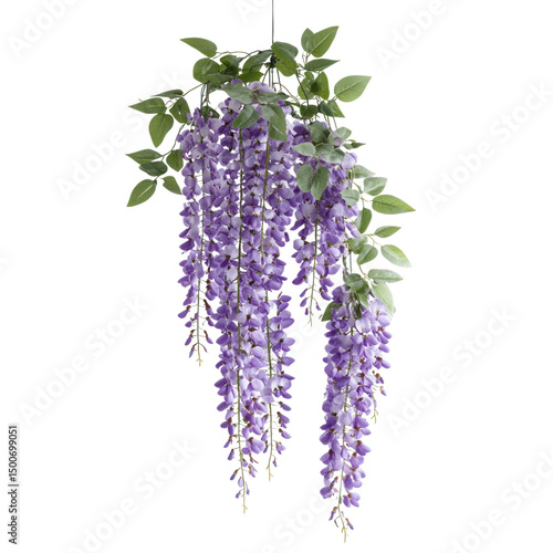 Purple wisteria hanging bouquet isolated on transparent background