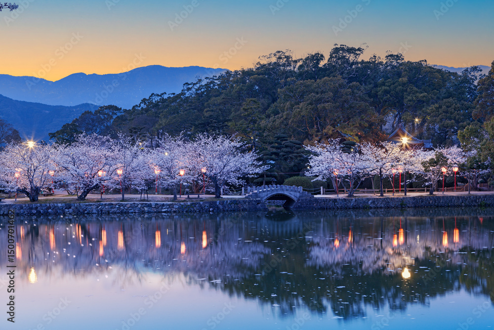 Fototapeta premium 小城公園夜桜