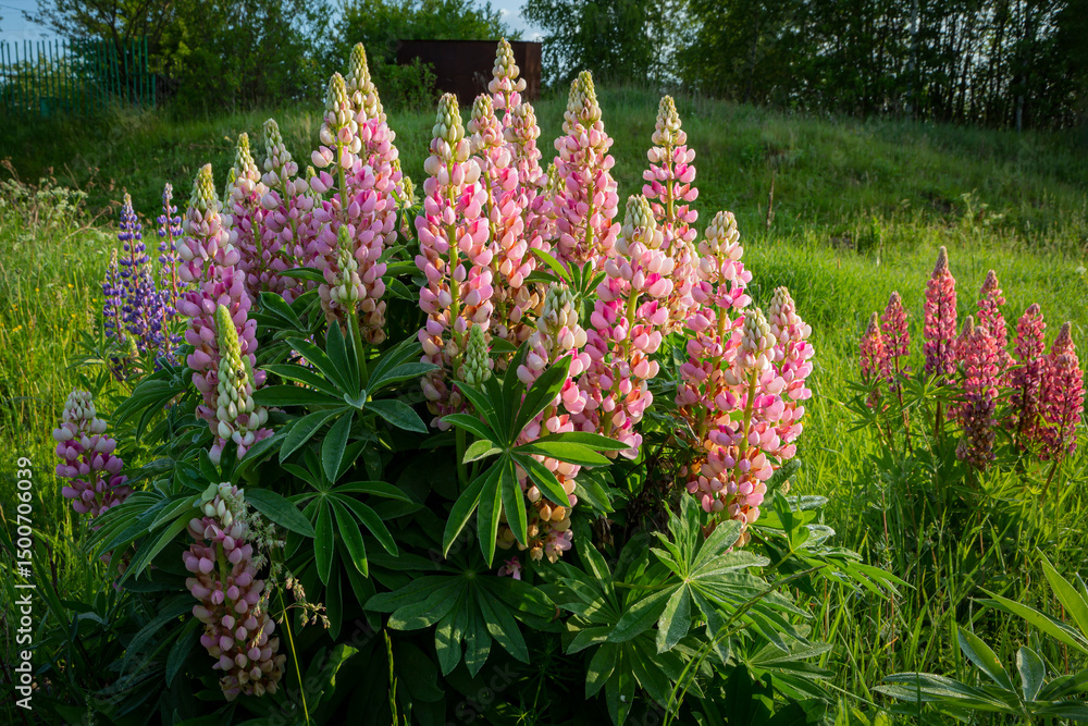 Obraz premium Blooming lupine flowers . Lupine field. Colorful lupinus of pink, violet, blue, white, . Lupine in full bloom.