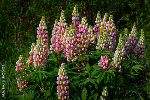 Blooming lupine flowers . Lupine field. Colorful lupinus of pink, violet, blue, white,  . Lupine in full bloom.