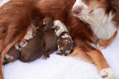 A mother dog is nursing her puppies