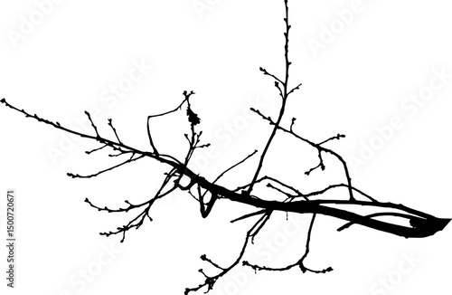 Vector illustration of natural oak branch