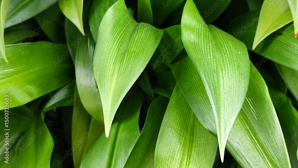 The background of the leaves looks green and beautiful. The background of the leaves looks green and beautiful.