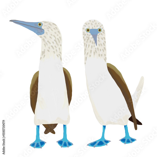 油彩ブラシで描いたアオアシカツオドリのイラスト　正面と横向きのセット　クリップアート　挿絵　png