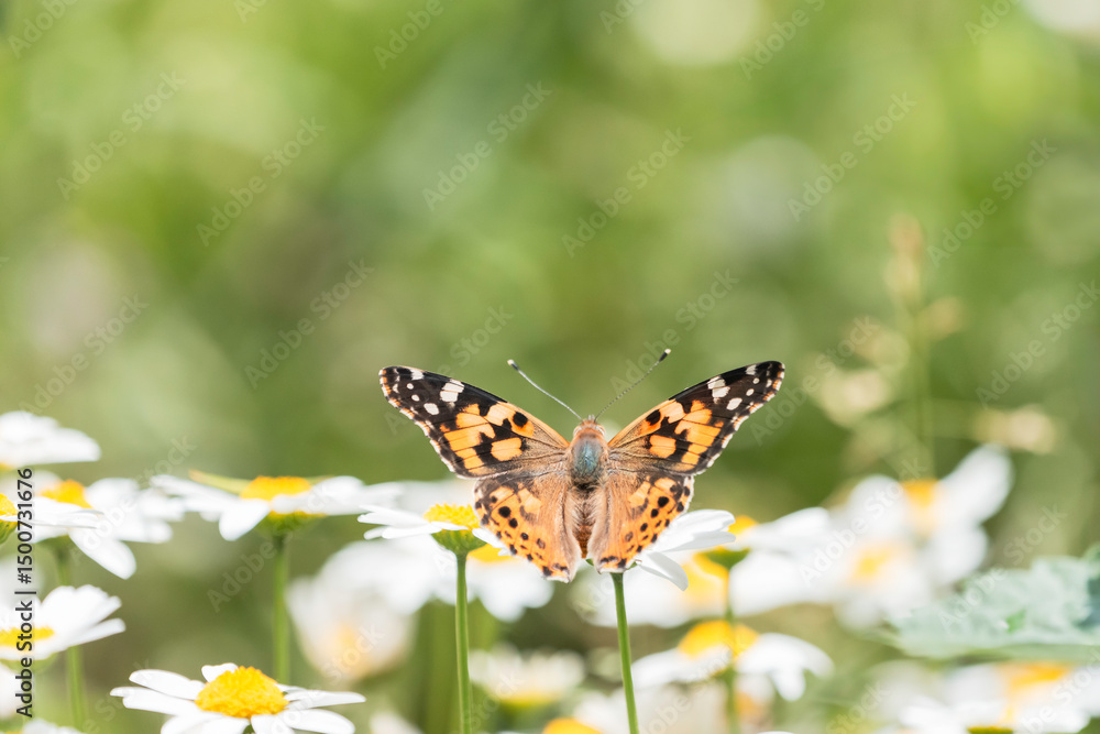 Obraz premium ノースポールの花と宙を舞うヒメアカタテハ