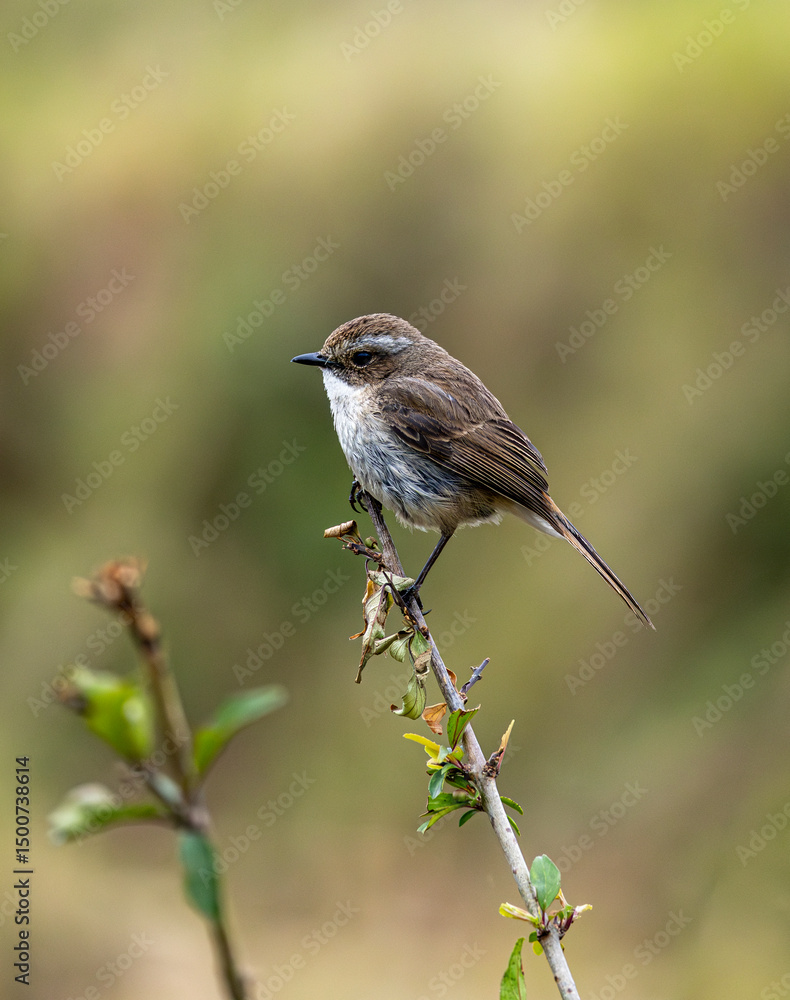 Obraz premium Grey Bush Cat Bird