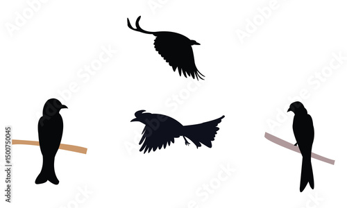 Aldabra drongo bird Silhouette Design  And Vector Illustration. 
