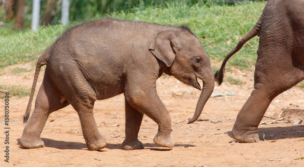 Fototapeta premium A baby elephant is walking on the ground with its trunk up