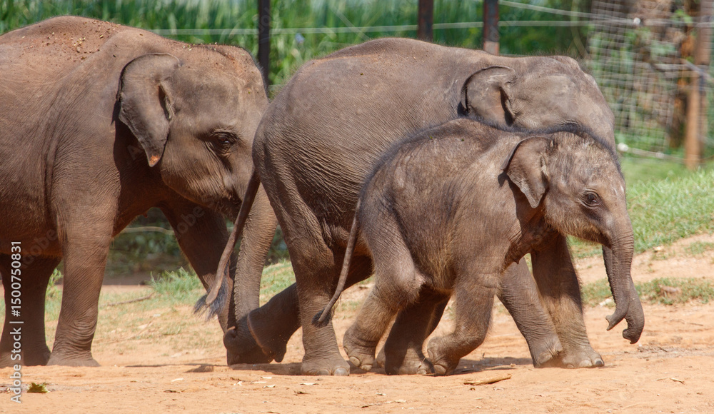 Fototapeta premium Three elephants walking in a dirt field