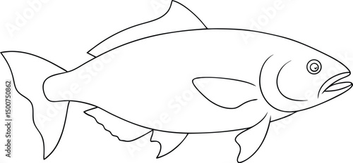 Detailed outline depicts a freshwater fish with fins and tail over white