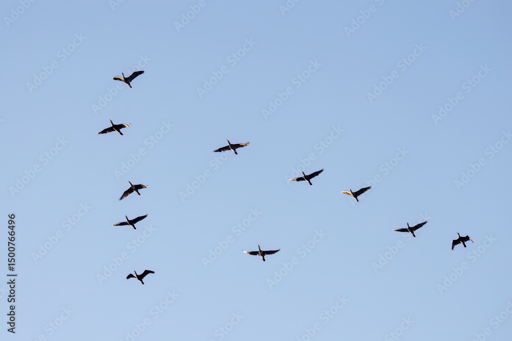 Fototapeta premium 雁行飛翔する美しいカワウ（ウ科）の群れ 英名学名：Great Cormorant (Phalacrocorax carbo, family comprising Cormorants) 千葉県市川市大町公園自然観察園2024 大町の谷戸全体が公園。湿地や里山、森林等、武蔵野の自然が保存されている。 