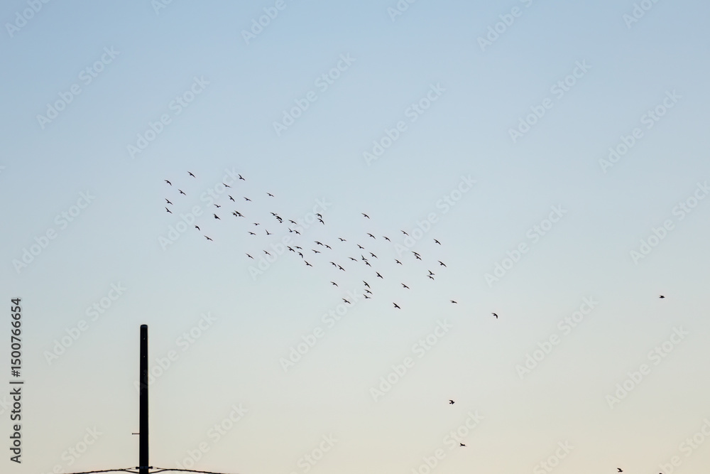 Obraz premium 雁行飛翔する美しいカワウ（ウ科）の群れ 英名学名：Great Cormorant (Phalacrocorax carbo, family comprising Cormorants) 千葉県市川市大町公園自然観察園2024 大町の谷戸全体が公園。湿地や里山、森林等、武蔵野の自然が保存されている。 