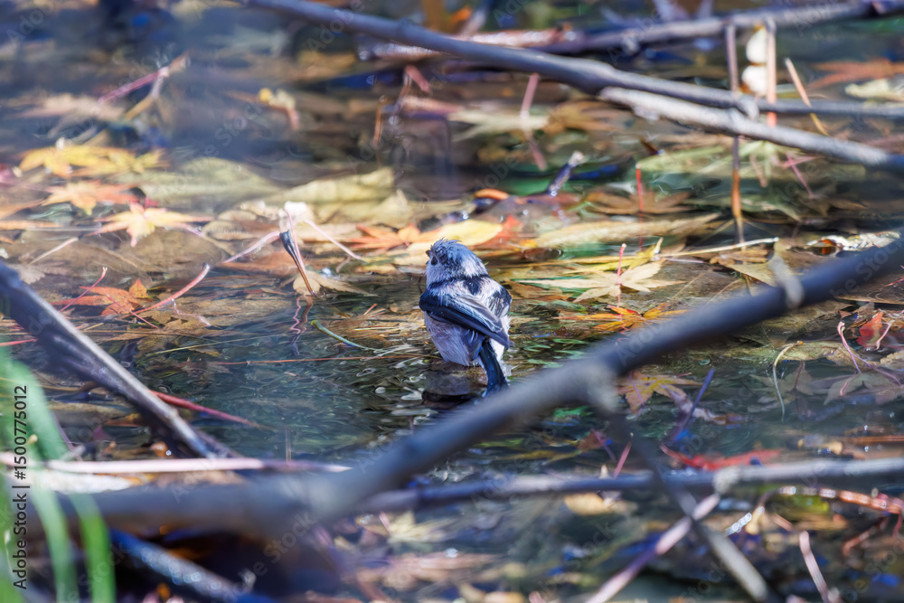 Obraz premium 飛び回る可愛いエナガ（エナガ科）、メジロ（メジロ科）の群れ 水盤で水浴びをしている。 英名学名：long tailed tit (Aegithalos caudatus) Japanese White Eye (Zosterops Japonica) 千葉県市川市大町公園自然観察園2024 大町の谷戸全体が公園。湿地や里山、森林等、武蔵野の自然が保存されている。 