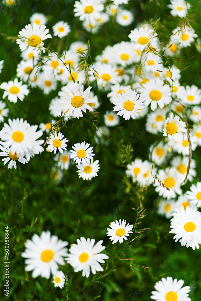 Fototapeta premium Close-Up of Blooming Oxeye Daisies (Leucanthemum vulgare) in a G