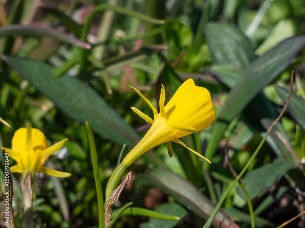 Φωτογραφία Narcissus romieuxii 'Julia Jane' - early-flowering daffodil with the flowers wit