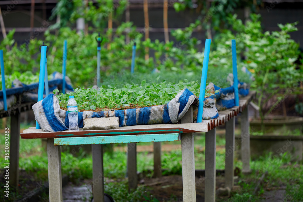 Naklejka premium Organic Vegetable Seedlings Growing in a Mulched Garden