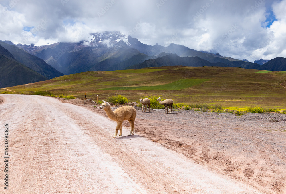 Naklejka premium llamas on the way to the Salineras de Maras, Maras, Cusco Region