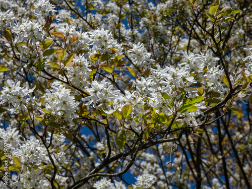 Juneberry, shadbush or snowy mespilus (amelanchier lamarckii) 'Ballerina' flowering with white, star-shaped flowers in a park in spring