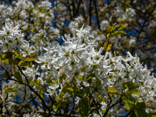 Juneberry, shadbush or snowy mespilus (amelanchier lamarckii) 'Ballerina' flowering with white, star-shaped flowers in a park in spring