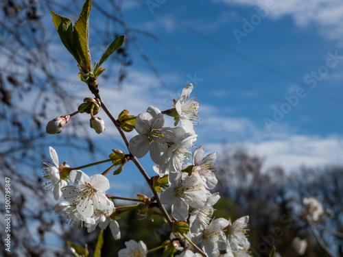 Картината върху платно White flowers arranged in corymbs of two to six together of Wild, sweet or gean