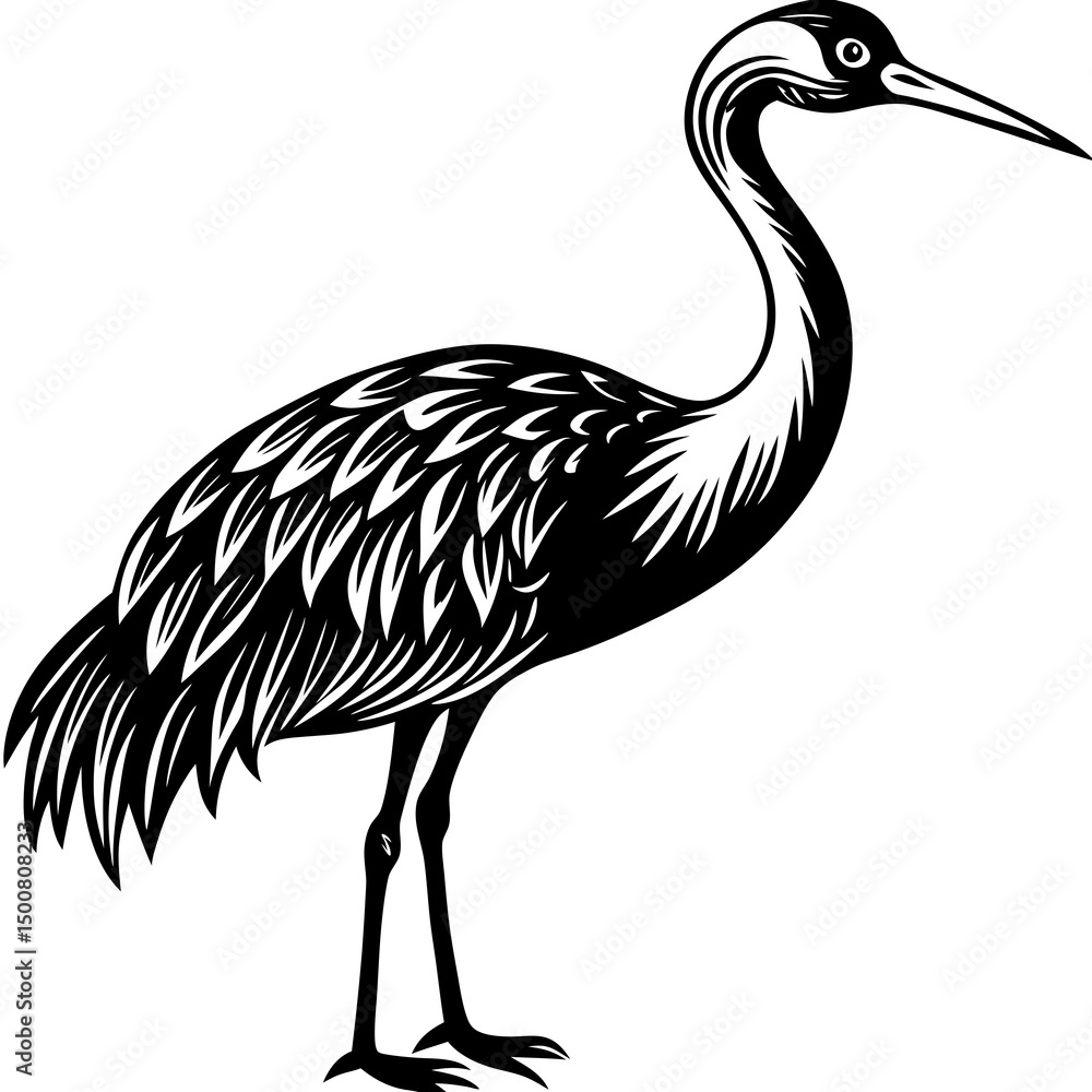 Obraz premium black crowned crane