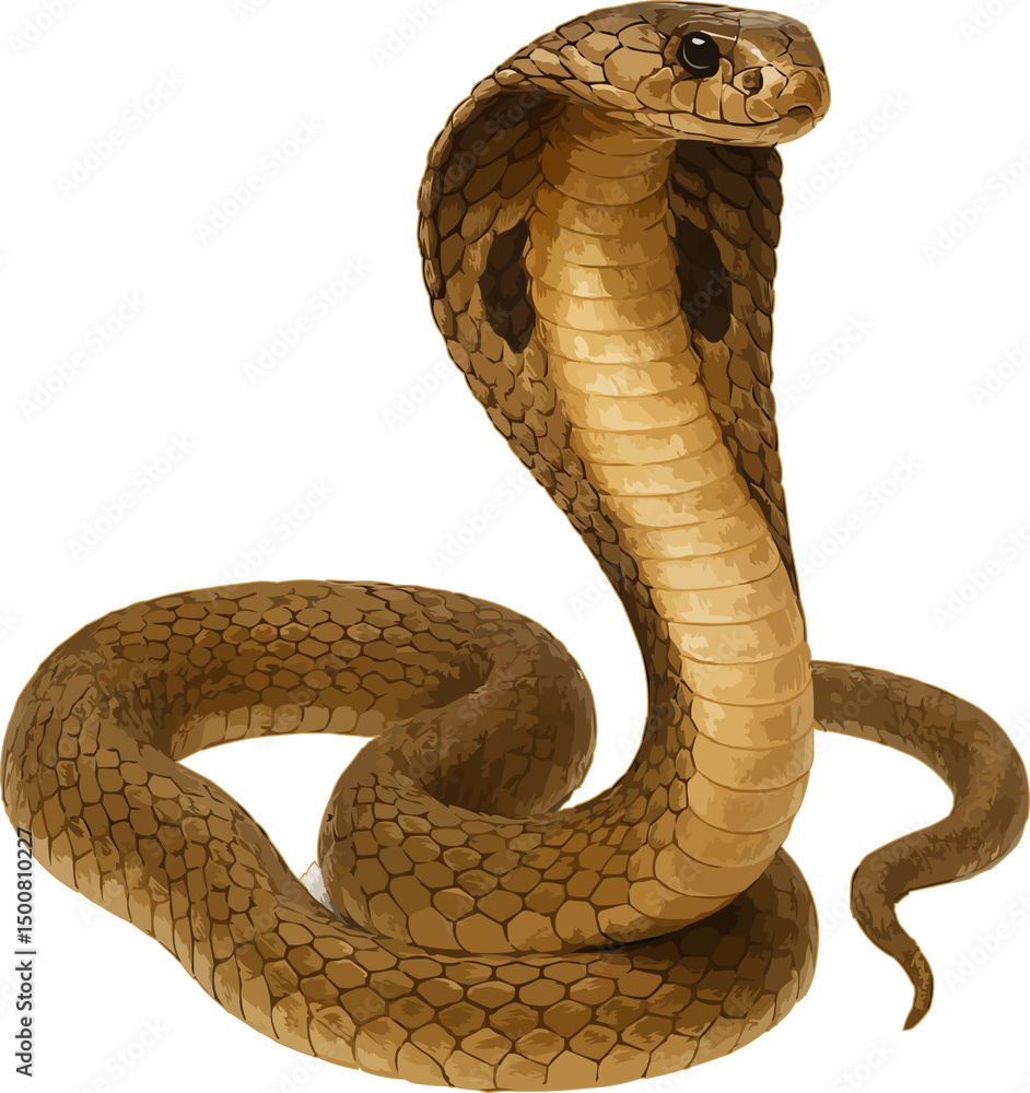 Fototapeta premium Realistic 4K Cobra Illustration