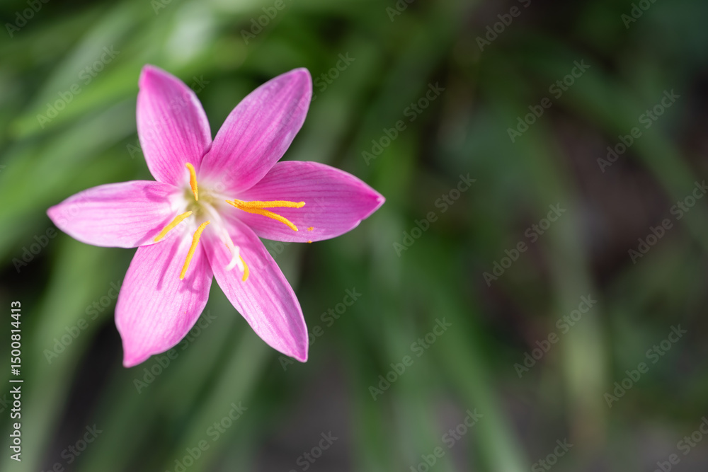 ピンクの花をマクロレンズで撮影 ピンクの花をマクロレンズで撮影