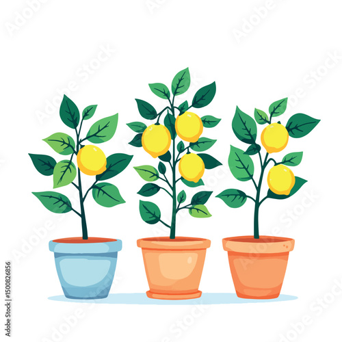 Vsai three lemon trees growing in colorful pots
