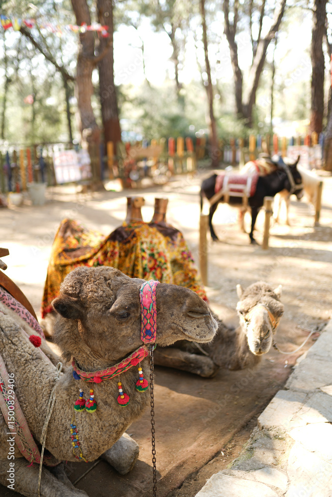 Naklejka premium Camel at park