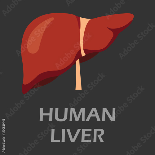 Human Liver icon vector. Human liver flat style. liver for Web style, Human liver Vector illustration. 