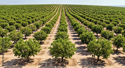 High Quality Sweeping Landscape View of Thriving Pistachio Orchard