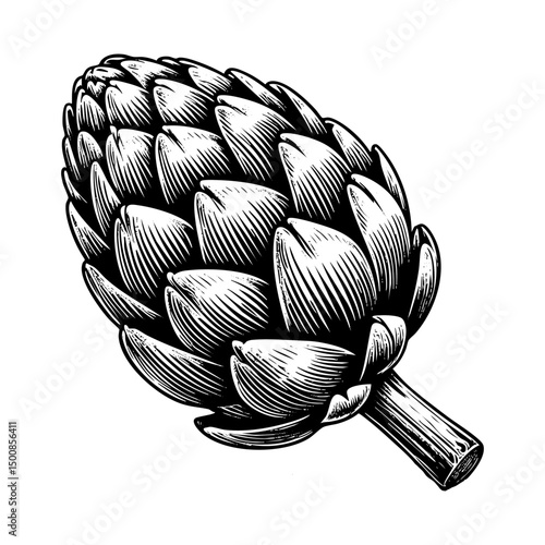 Artichoke sketch engraving black and white outline. Scratch board imitation.  illustrated in vintage line art style on a white background.