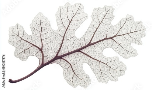 Translucent leaf vein detail, white background, nature, botanical study, design element