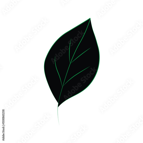 green leaf isolated on white background