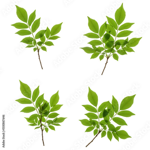 Four green ash tree sprigs isolated on black background