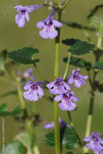 Wallpaper Mural Closeup flowering ground-ivy (Glechoma hederacea), mint family Lamiaceae in spring. Faded green Dutch garden. April, Netherlands. Torontodigital.ca
