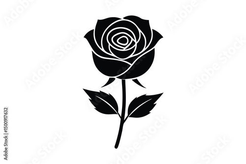  rose isolated on white