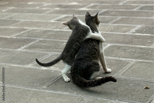black cats on the street playing