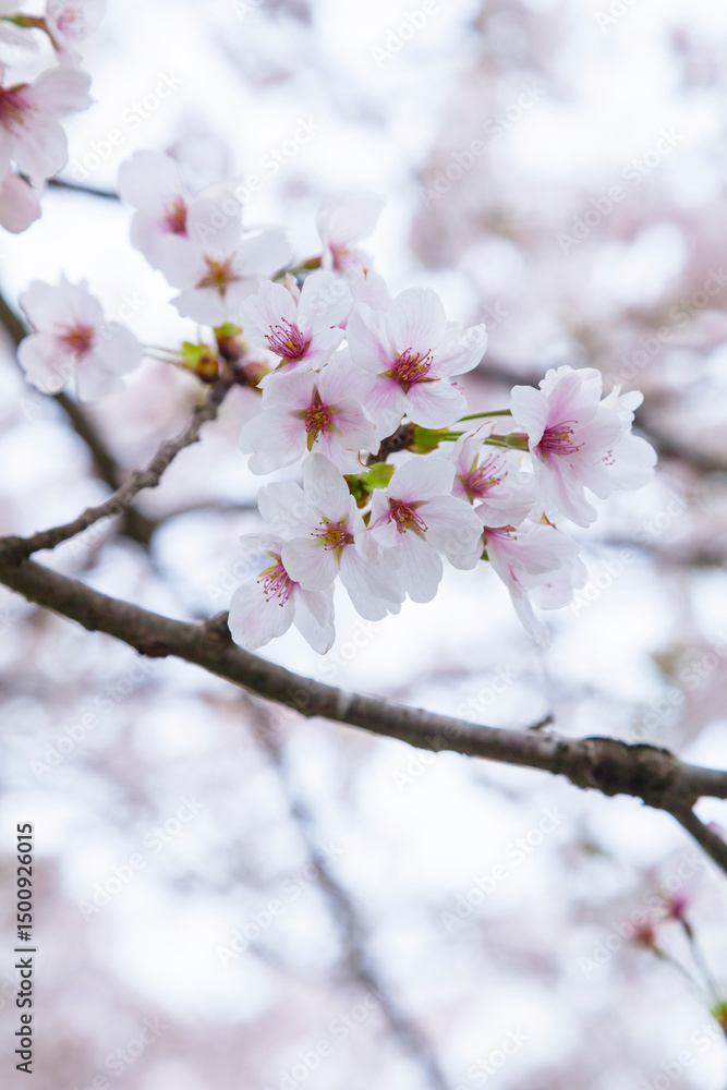 綺麗に咲いた桜の花 ソメイヨシノ 綺麗に咲いた桜の花 ソメイヨシノ