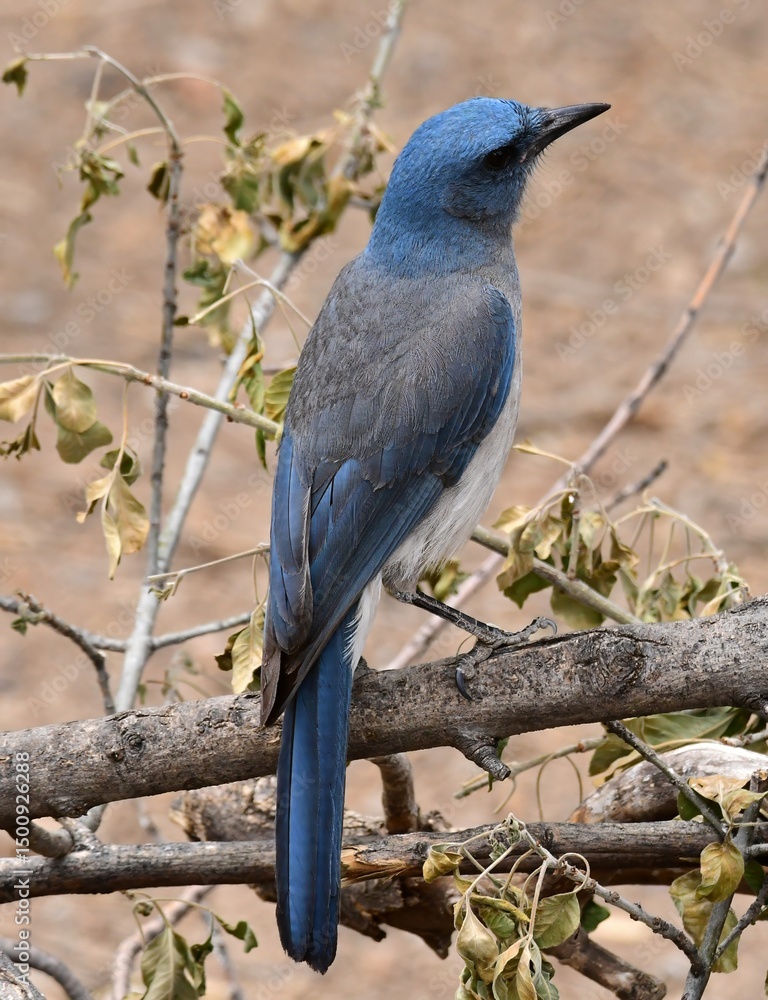 Fototapeta premium close up of a pretty blue male mexican jay perched on a branch in the woodlands of madera canyon in foothills of the santa rita mountains southeast of tucson, arizona