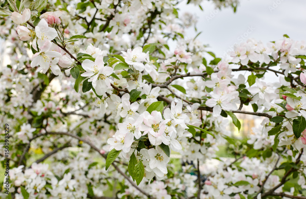 Blooming branch of a apple tree. Flowering apple tree. Soft focus image of blooms tree in spring time Blooming branch of a apple tree. Flowering apple tree. Soft focus image of blooms tree in spring time